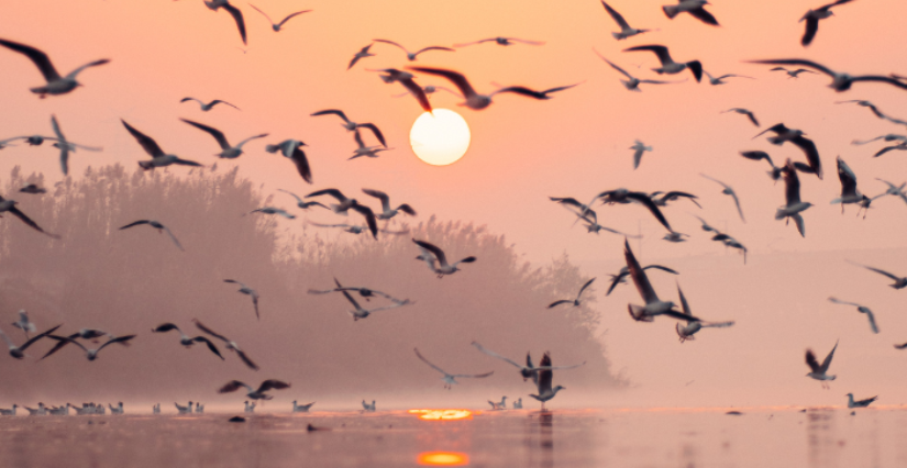 Sortie nature au crépuscule à Terres d'Oiseaux