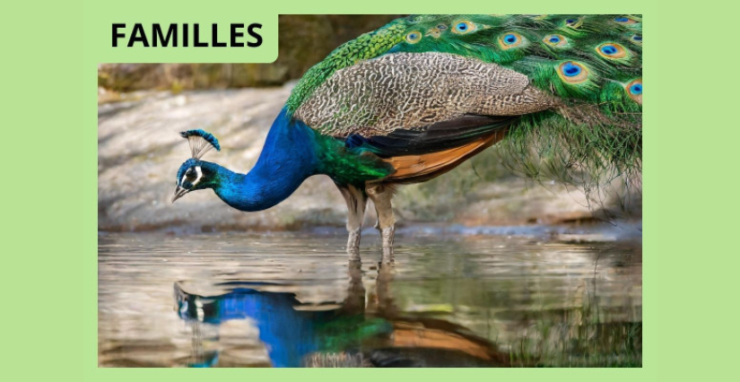 Parcours ludique "Les Secrets de Citran" au château de Citran