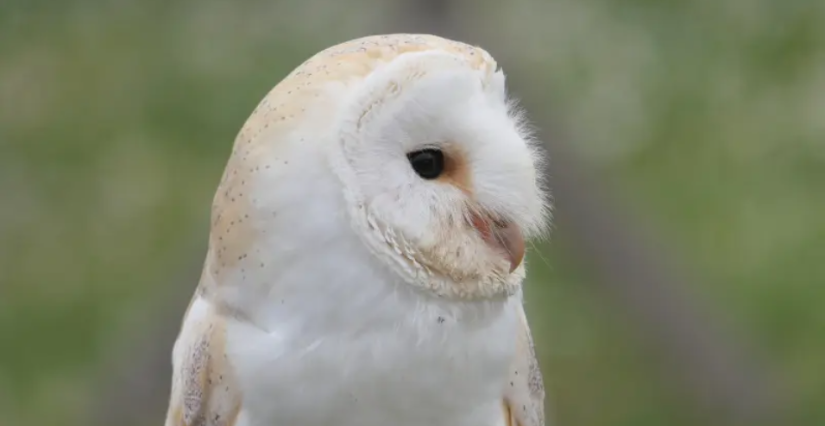 Sortie Natura 2000 : "sur les terres des Rapaces Diurnes" à Terres d'Oiseaux