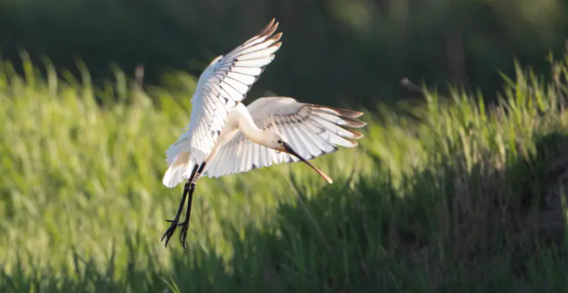 Visite guidée de Terres d'Oiseaux, Braud-et-St-Louis
