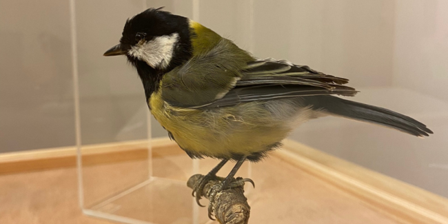 Drôles d'oiseaux : ateliers artistiques et scientifiques en famille au Muséum de Bordeaux