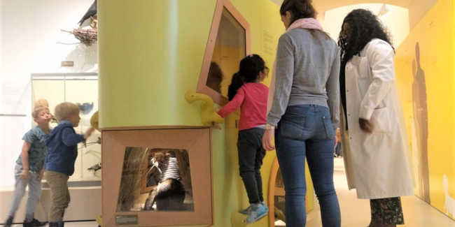 Tous les bébés, exposition pour les moins de 6 ans au Muséum de Bordeaux