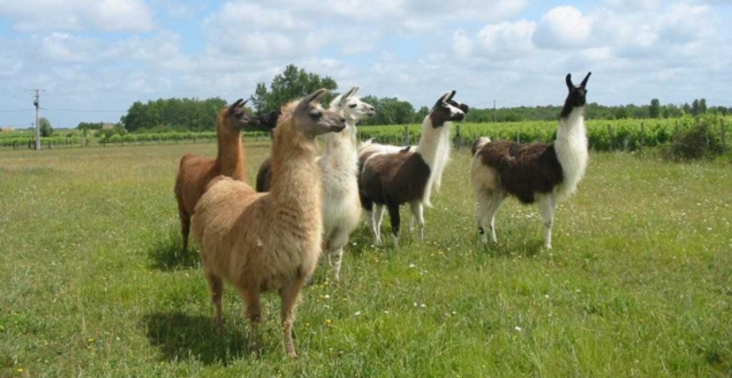 Les lamas de Brandacot, découvrir les camélidés en famille à la ferme