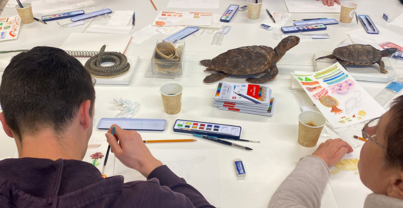 Atelier dessin au Museum de Bordeaux