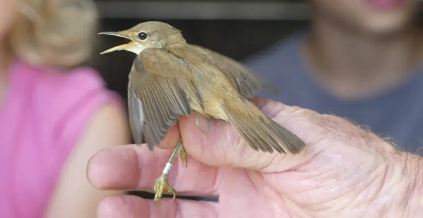 © Terres d'Oiseaux Animation nature "Une bague à la patte" à Terres d'Oiseaux