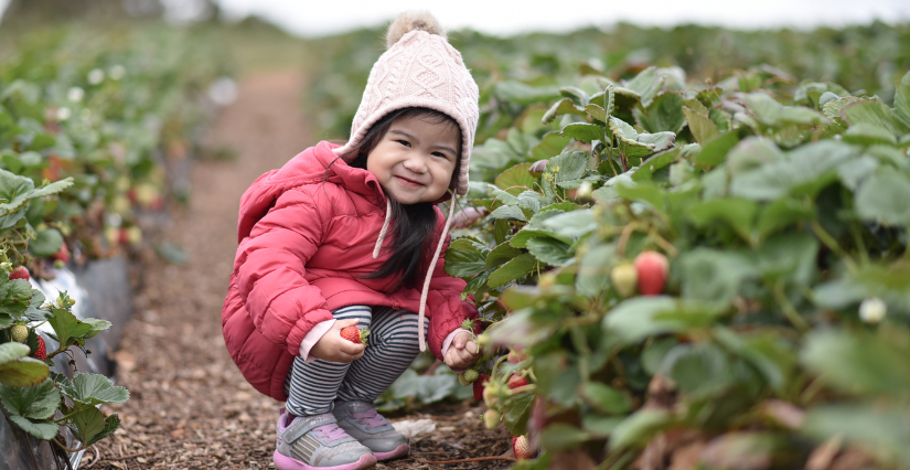 © Canva Cueillez vos fraises en famille aux Jardins de Vymm