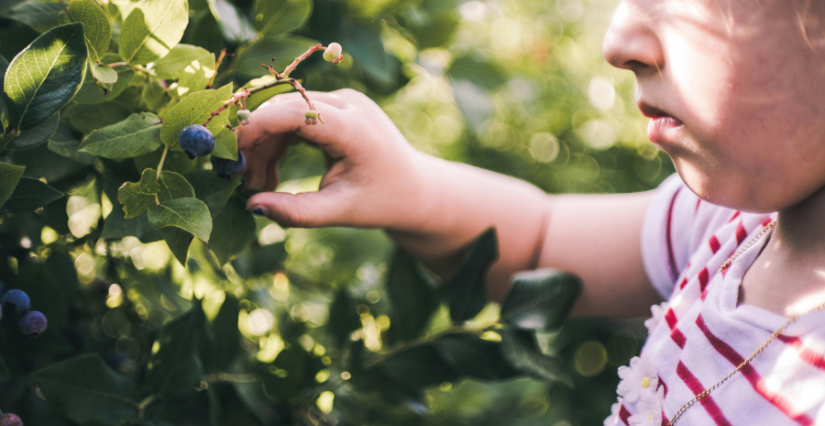 Cueillettes de fruits & légumes aux Jardins de Vymm