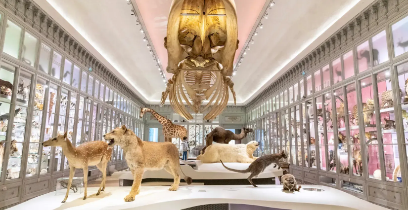 Museum de Bordeaux – Science et Nature