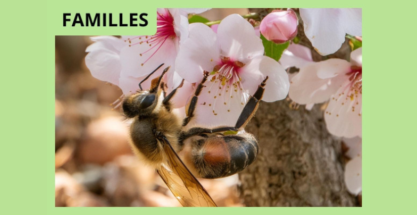 Parcours conté "Léo au pays des abeilles" au château de Citran