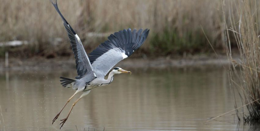 Terre d'Oiseaux : sortie nature en famille à Braud et Saint-Louis