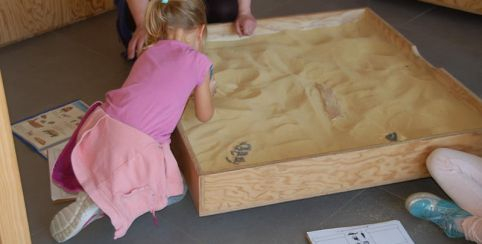 Animation nature "Que nous racontent les fossiles ?" à la Réserve Naturelle Géologique de Saucats - La Brede