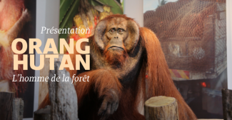Exposition "Orang-Hutan, l'homme de la forêt" au Museum de Bordeaux
